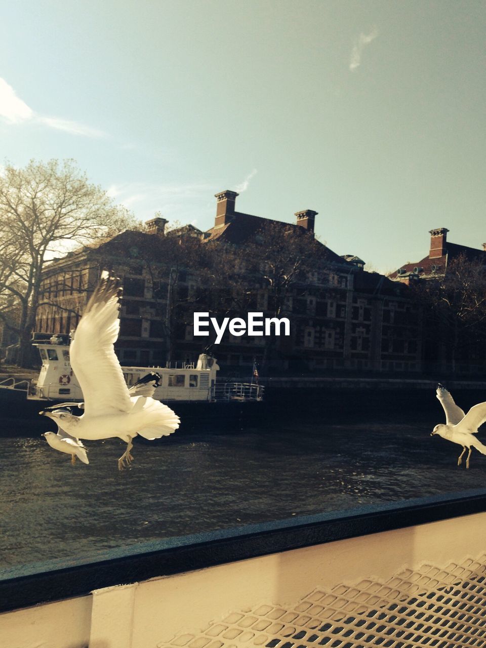 Seagulls flying over canal by building