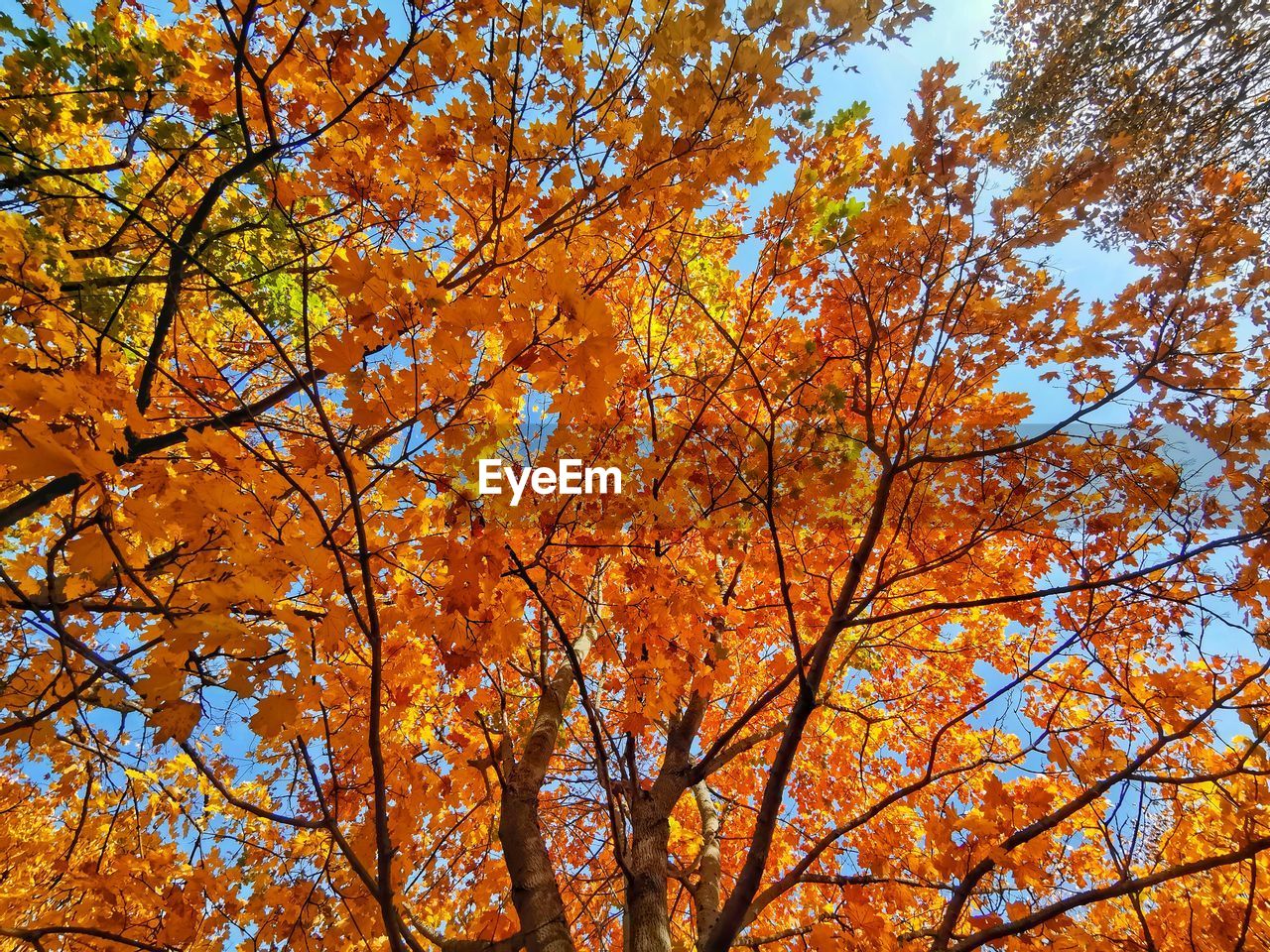 Low angle view of maple tree against sky