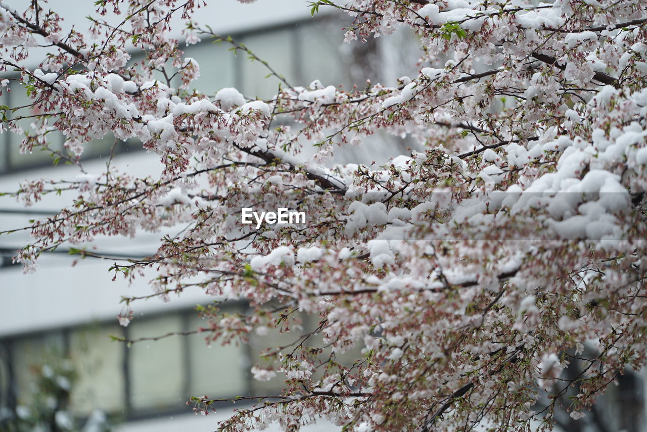 CLOSE-UP OF WHITE CHERRY BLOSSOMS ON TREE