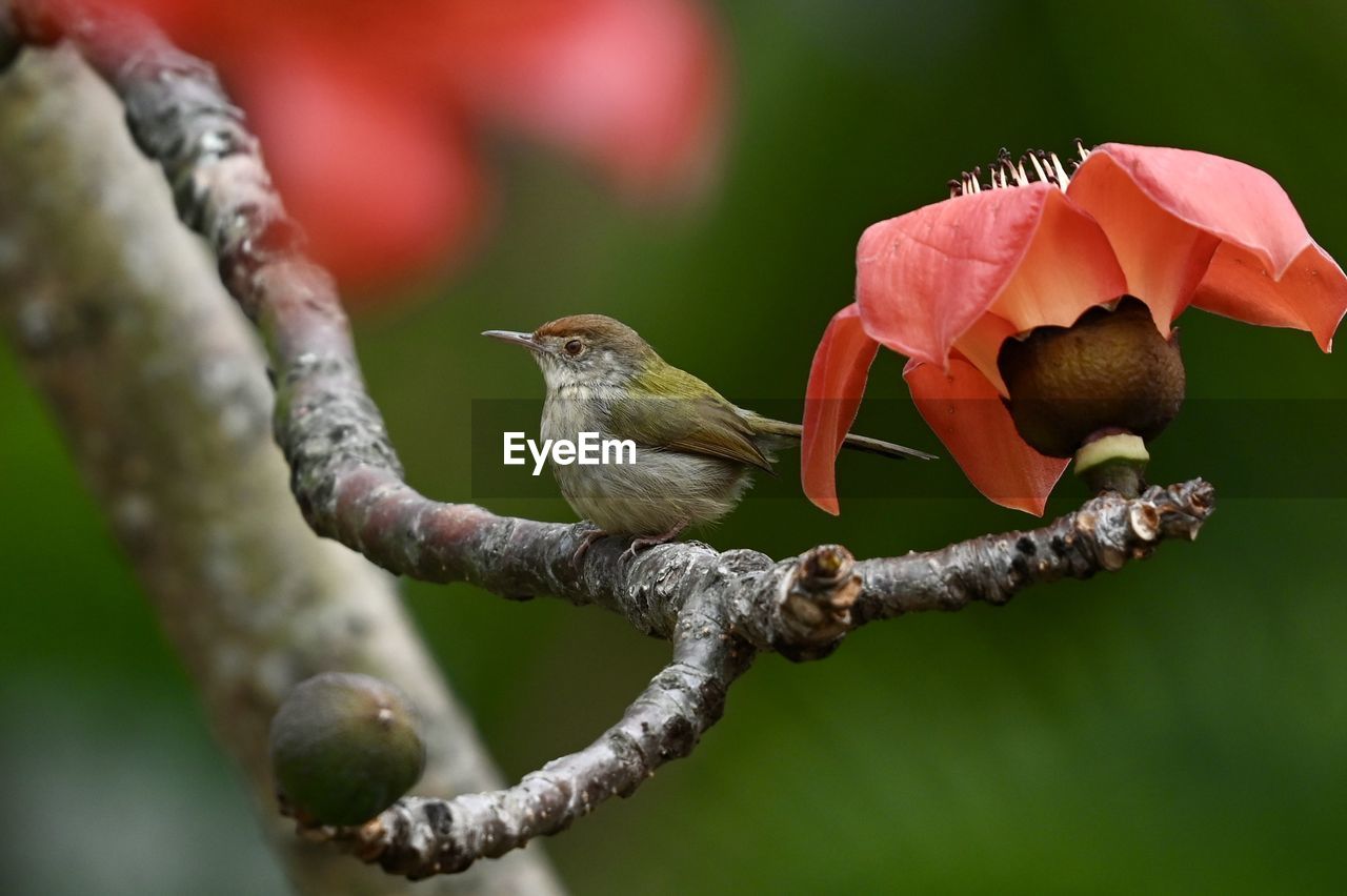 animal themes, animal, animal wildlife, bird, nature, plant, flower, tree, branch, wildlife, macro photography, hummingbird, close-up, beauty in nature, one animal, no people, beak, red, focus on foreground, outdoors, flowering plant, perching, leaf, day