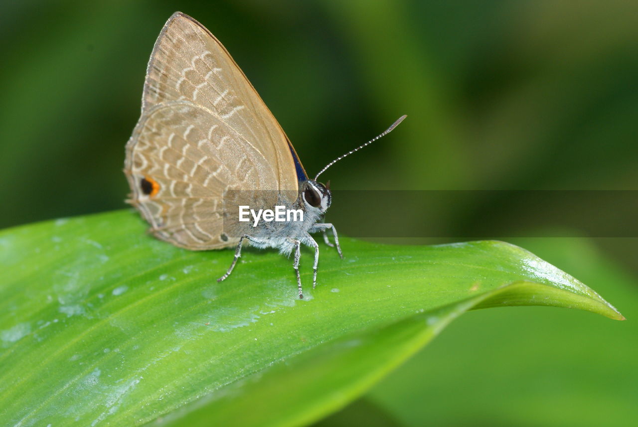 BUTTERFLY ON LEAF