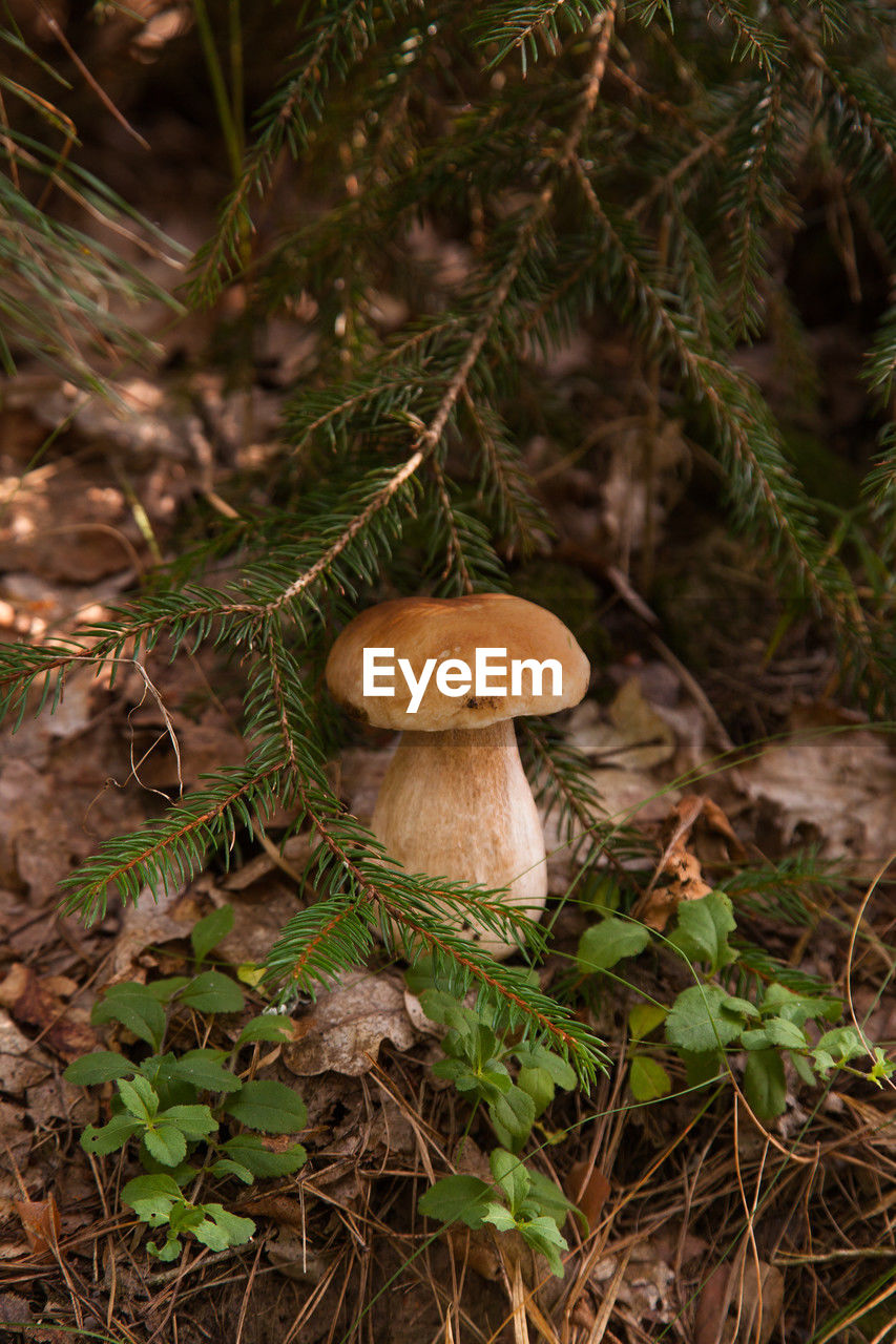 close-up of mushrooms growing in forest