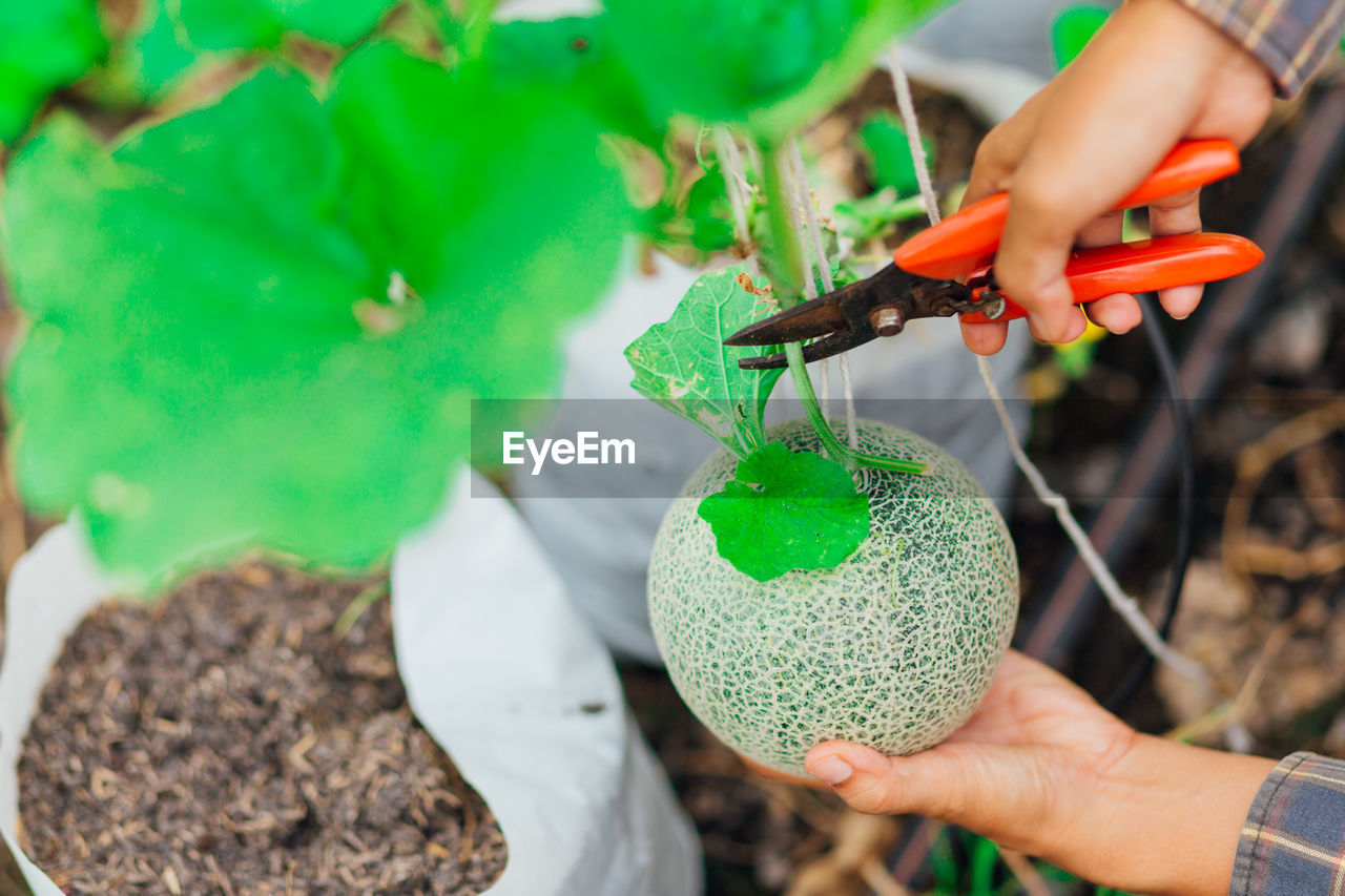 Cropped hands cutting melon in garden