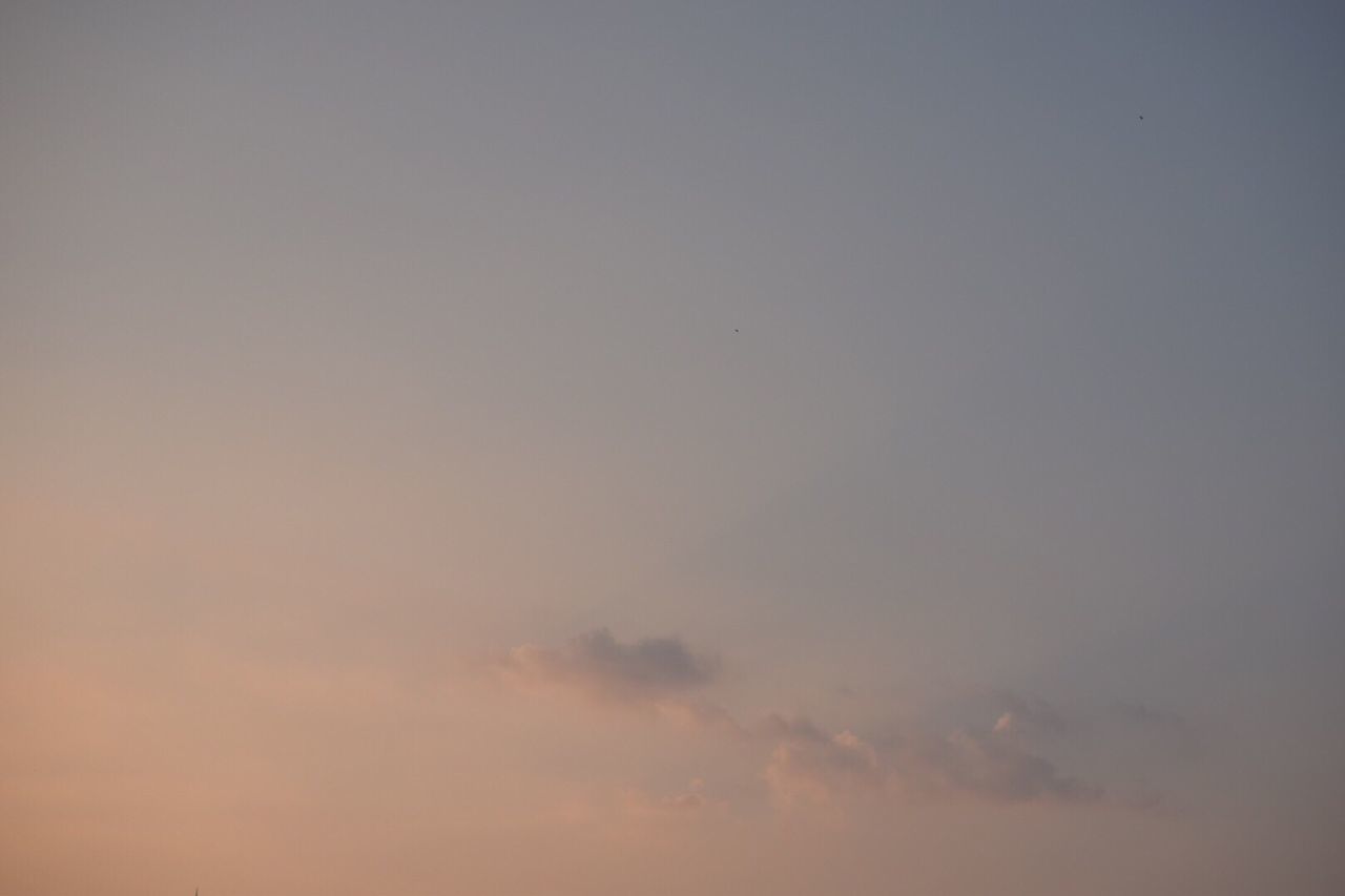 LOW ANGLE VIEW OF TREES AGAINST SKY