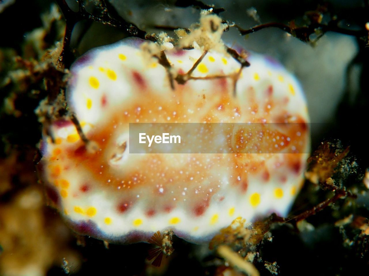 CLOSE-UP OF CRAB IN BACKGROUND