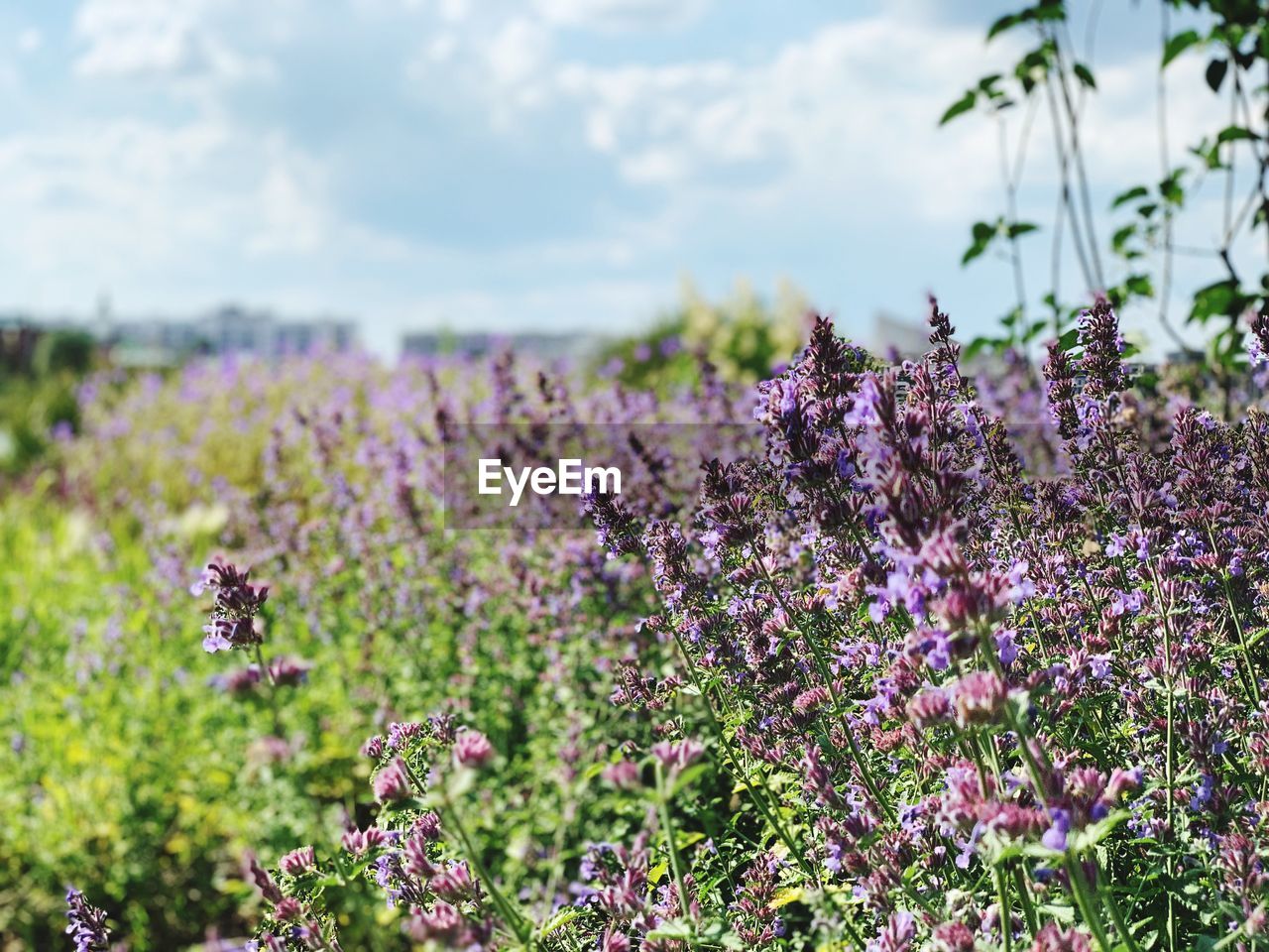 Close-up of purple flowering plants on field