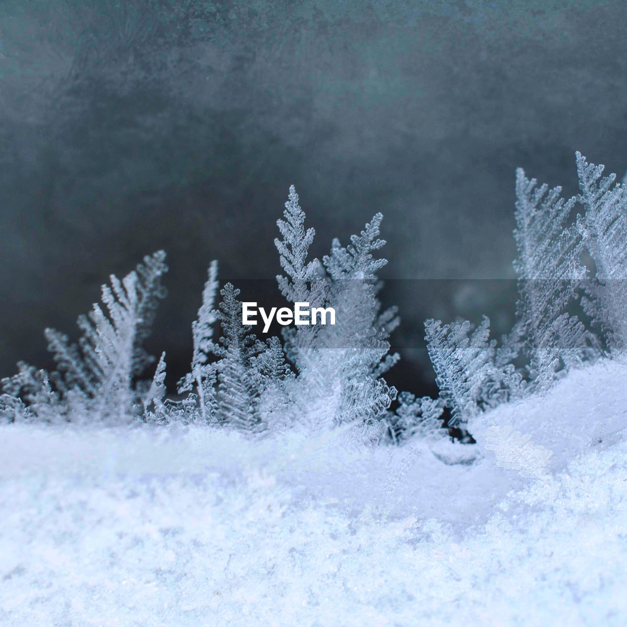 Close-up of frozen tree on snow covered field