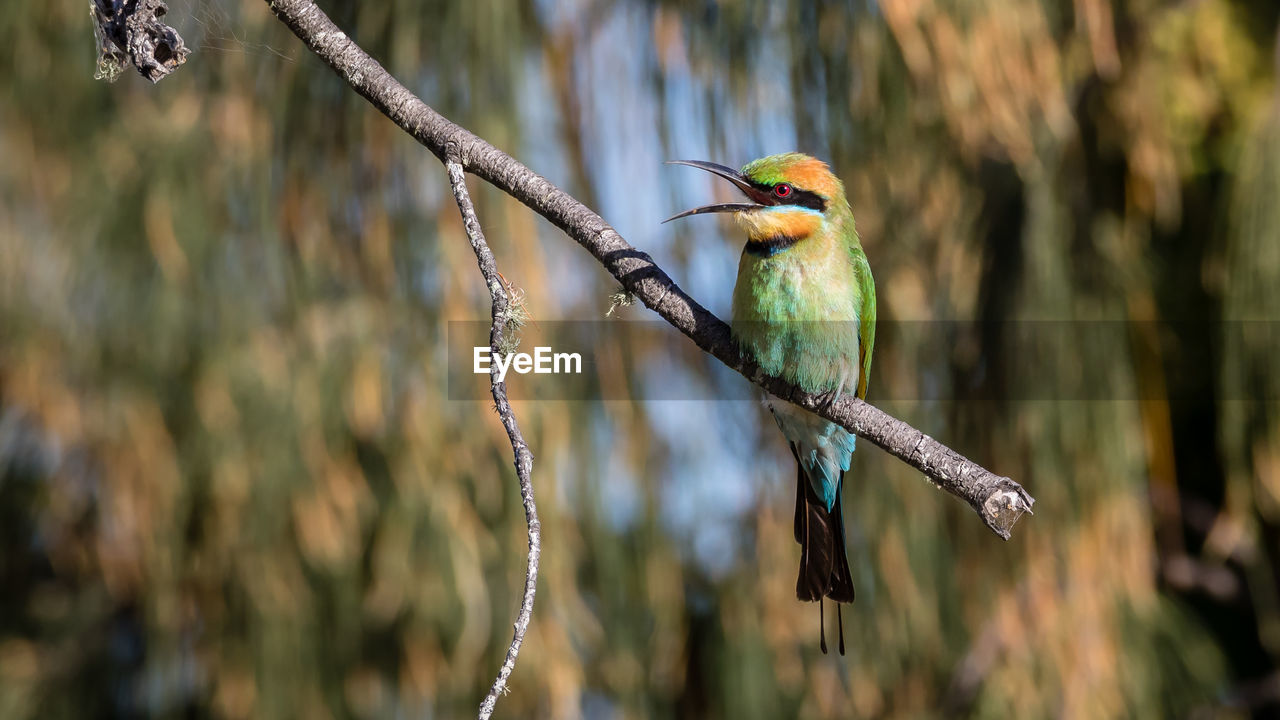 Rainbow bee-eater on branch of tree