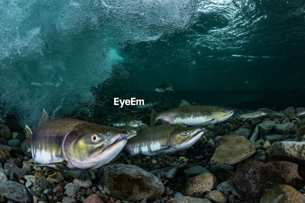 Pink salmon's run in rausu, hokkaido , japan