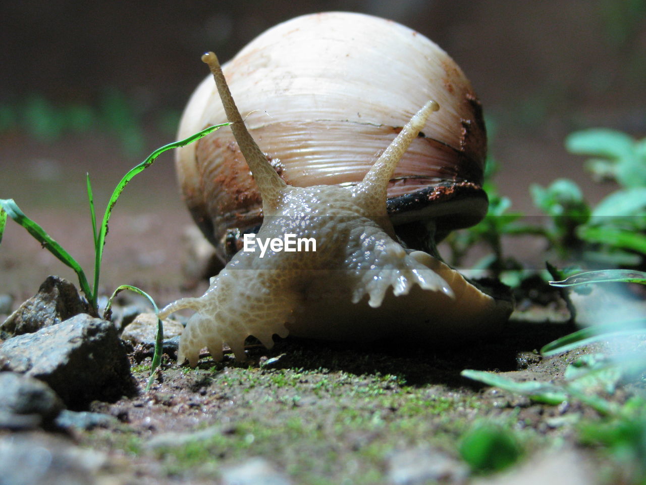 Surface level shot of snail on field