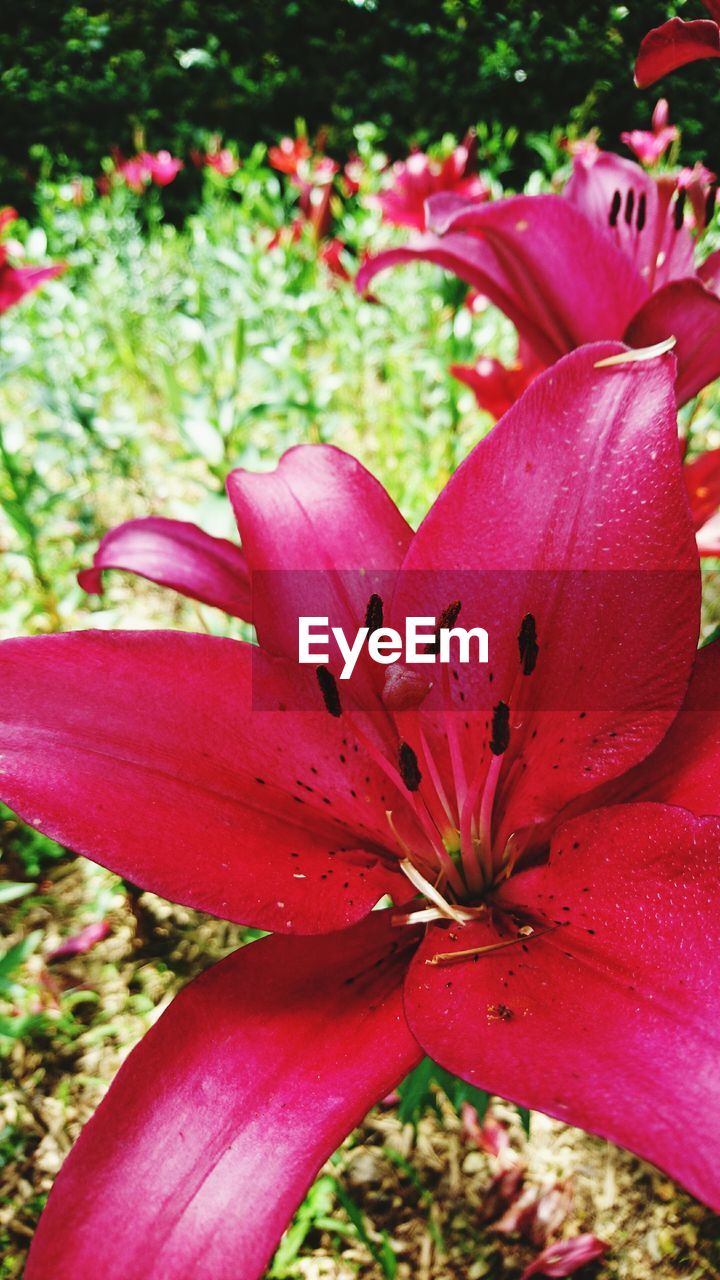 CLOSE-UP OF RED FLOWER