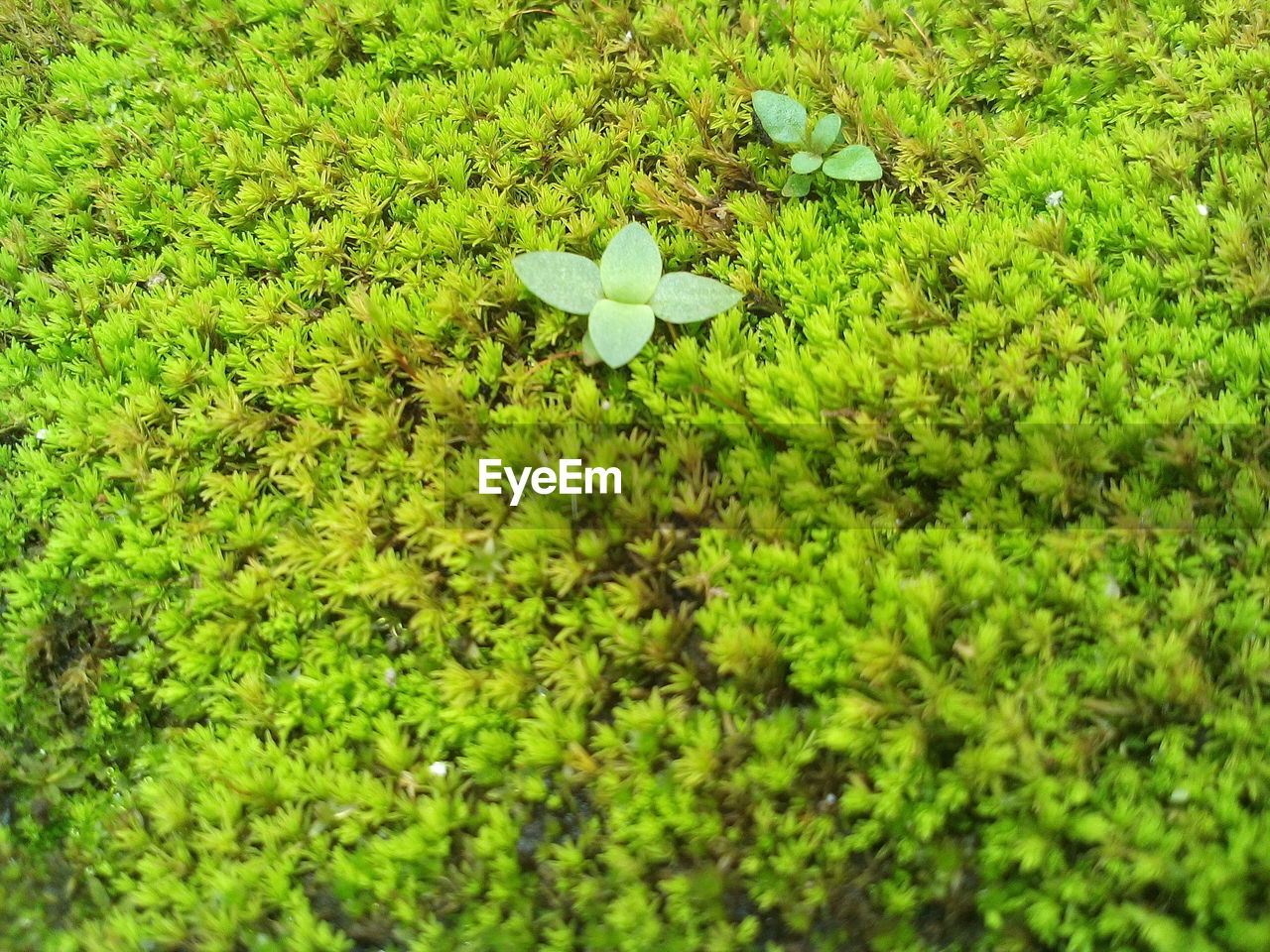 CLOSE-UP OF LEAVES ON GRASS AGAINST BLURRED BACKGROUND