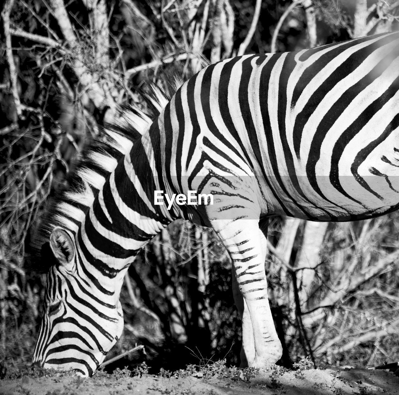 VIEW OF A ZEBRA