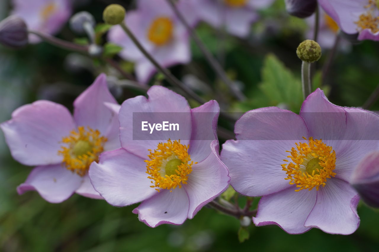 Close-up of purple flowering plants