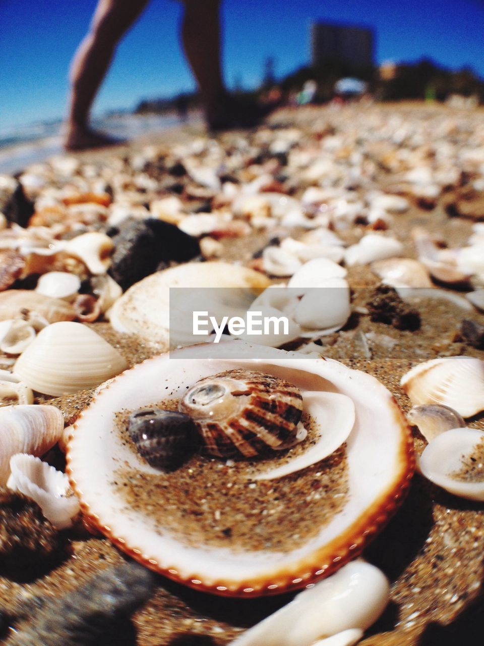 Close up of shells on a beach with the legs of a man walking