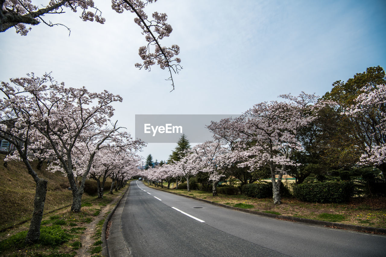 View of flowering cherry trees by road against sky