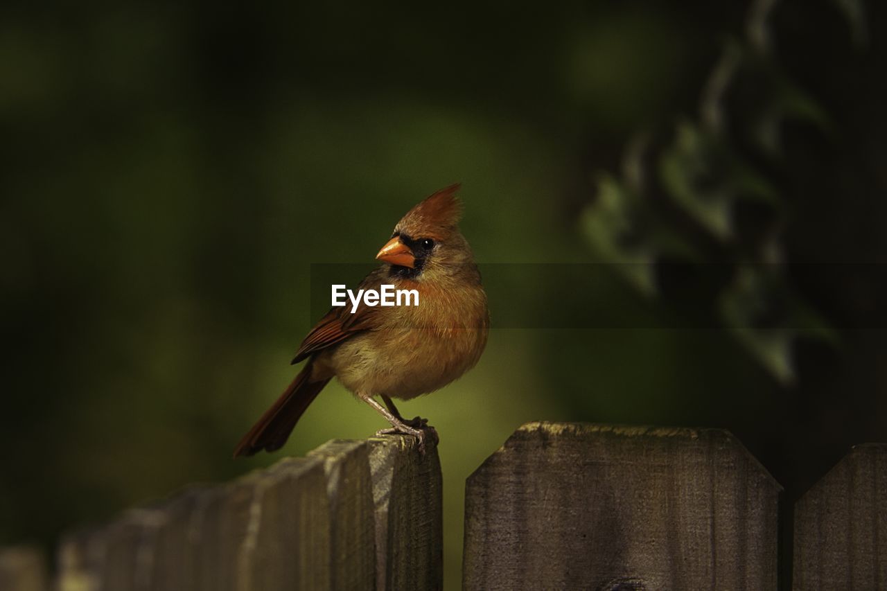 animal themes, bird, animal, animal wildlife, nature, one animal, perching, wildlife, beak, wood, robin, fence, focus on foreground, no people, close-up, outdoors, songbird, beauty in nature, day, branch