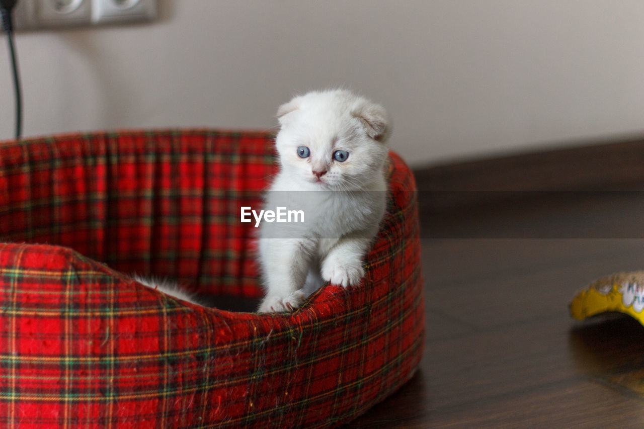 Kitten sitting on pet bed at home