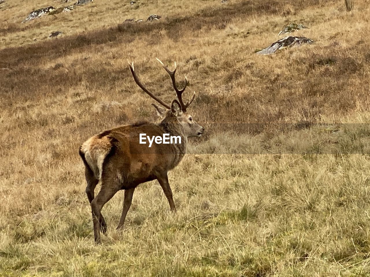 DEER STANDING IN FIELD