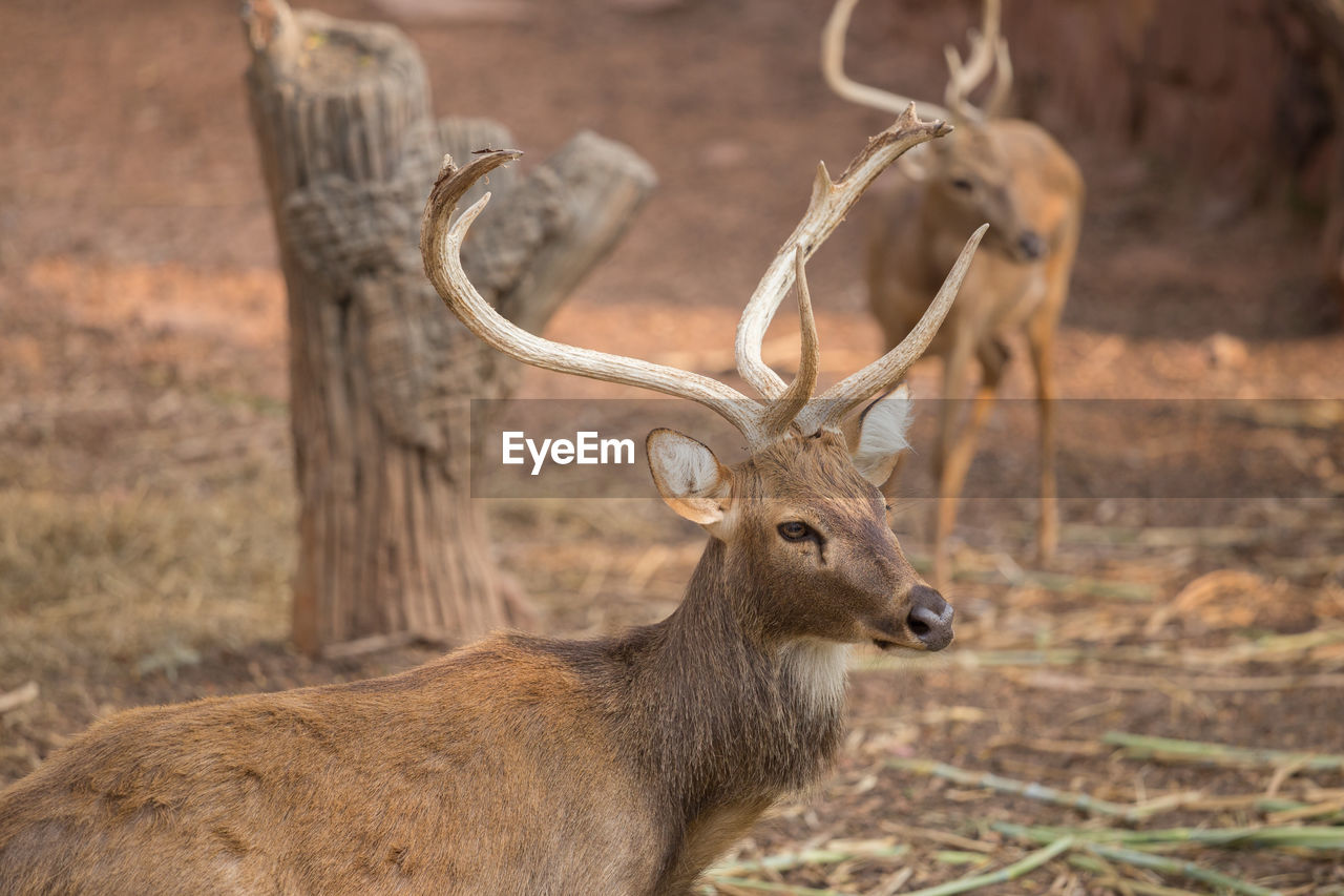 DEER ON A LAND