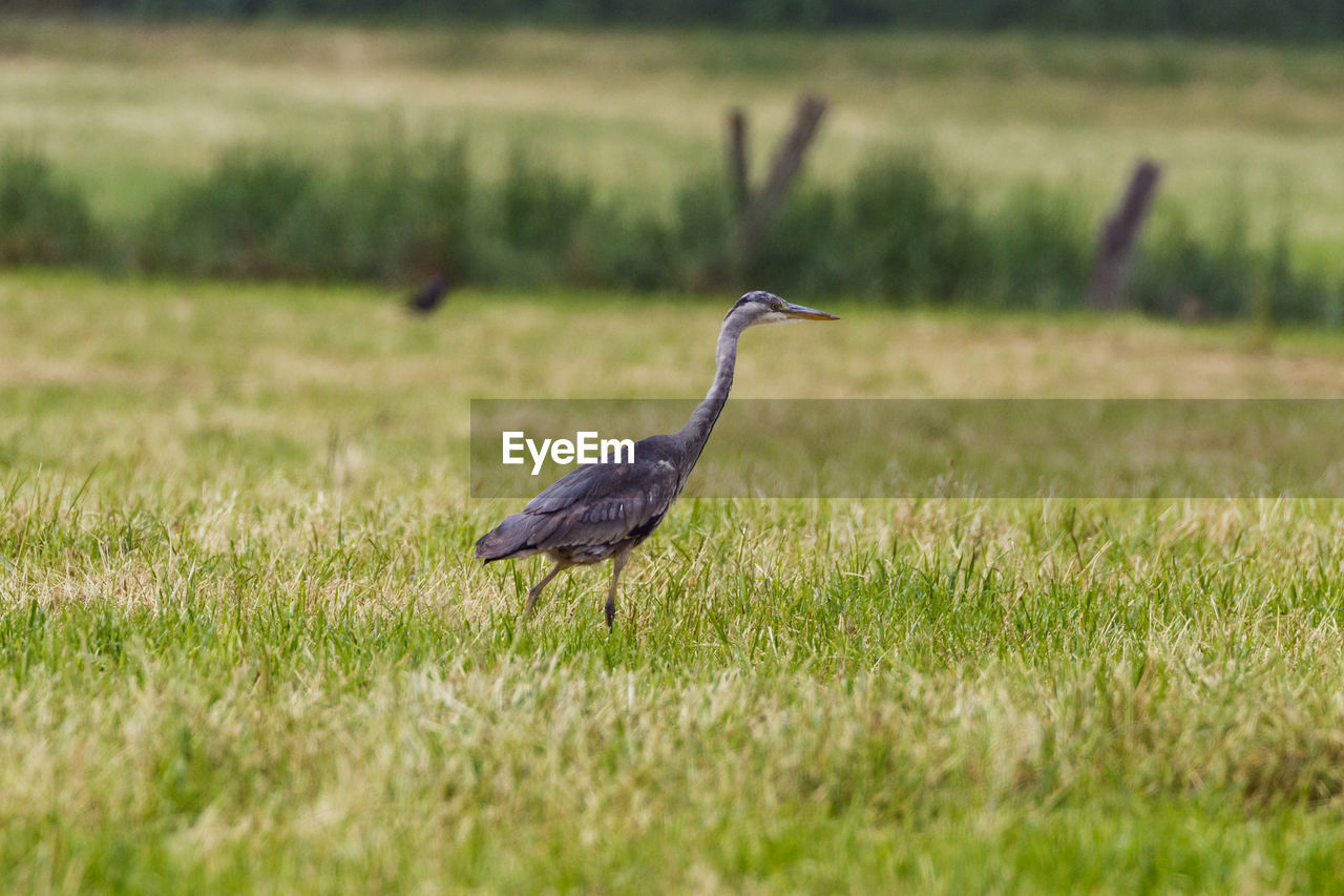 Bird on a field