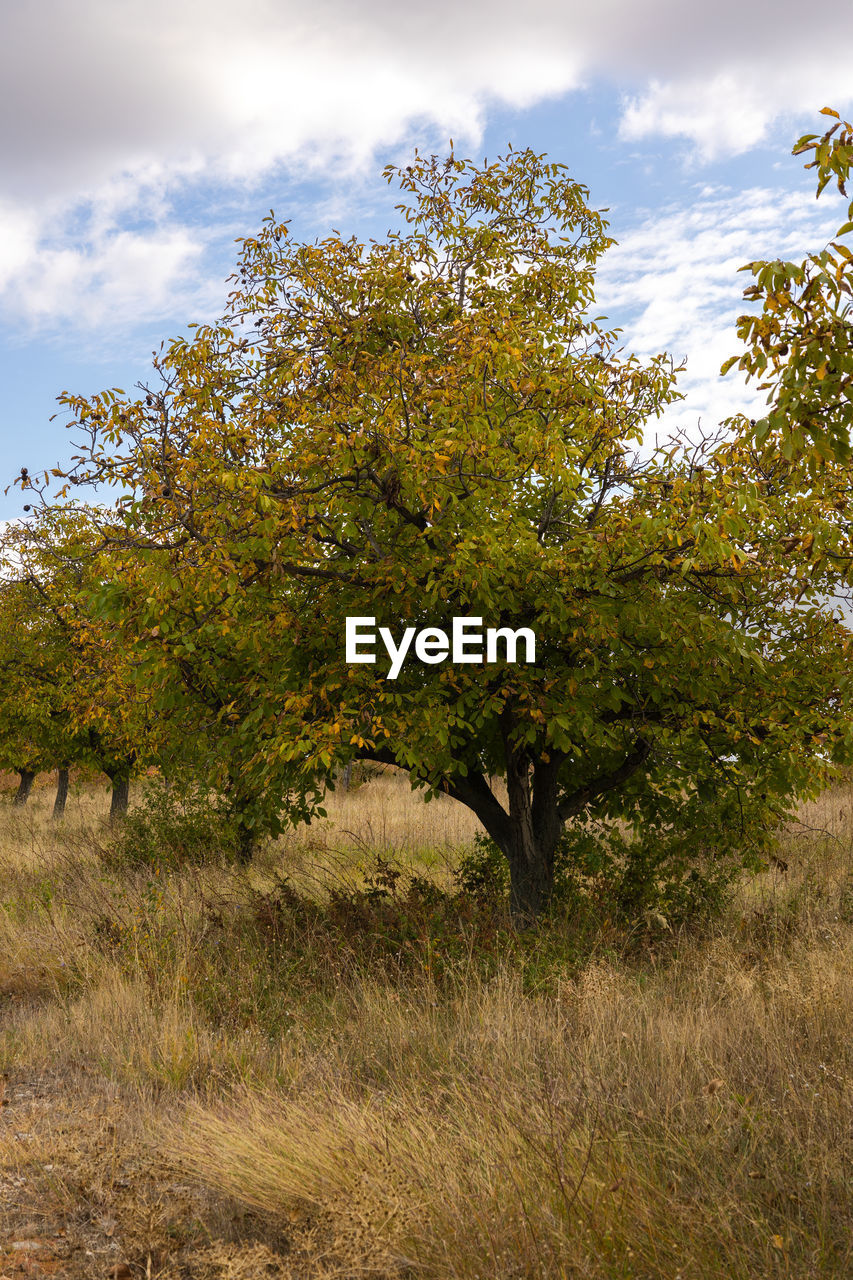 plant, nature, tree, sky, cloud, autumn, leaf, environment, landscape, beauty in nature, grass, land, no people, rural area, sunlight, flower, scenics - nature, outdoors, woodland, green, growth, meadow, savanna, day, tranquility, field, non-urban scene, forest, plain, animal wildlife, travel destinations, branch, travel, hill