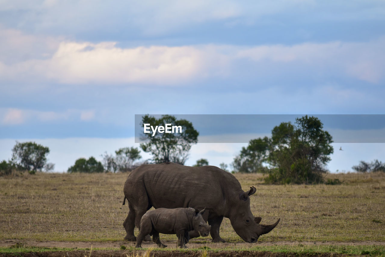 Rhinoceros with calf walking on field against sky