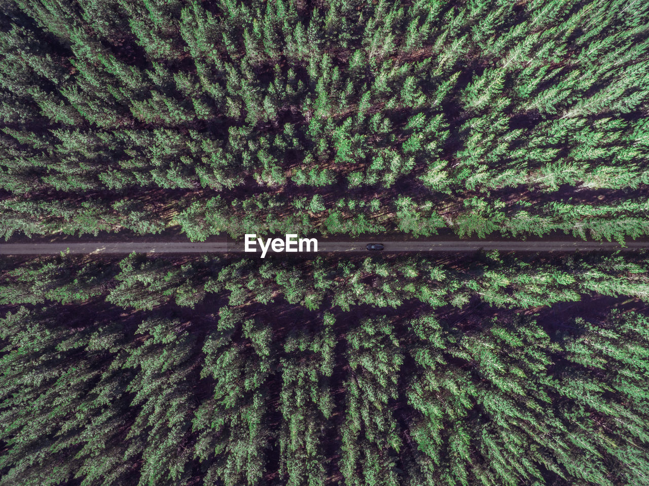 Full frame shot of pine trees