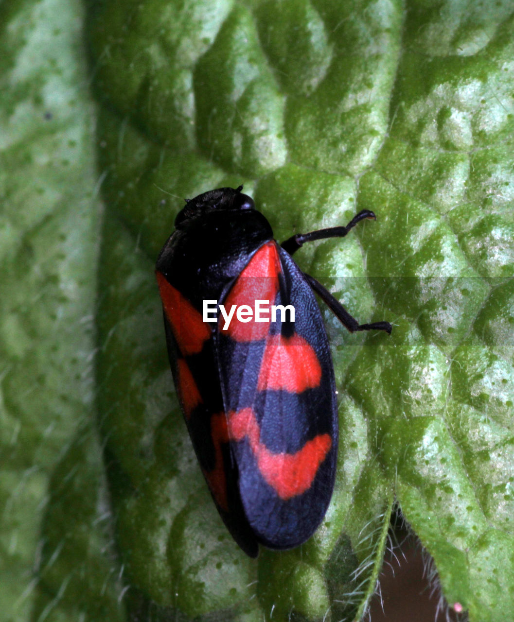 CLOSE-UP OF BUTTERFLY