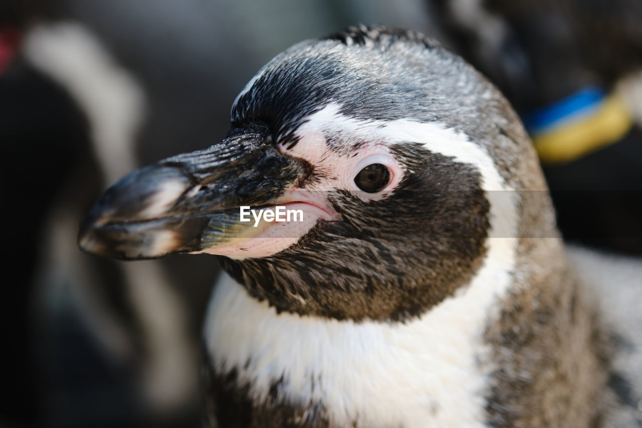 CLOSE-UP OF A DUCK