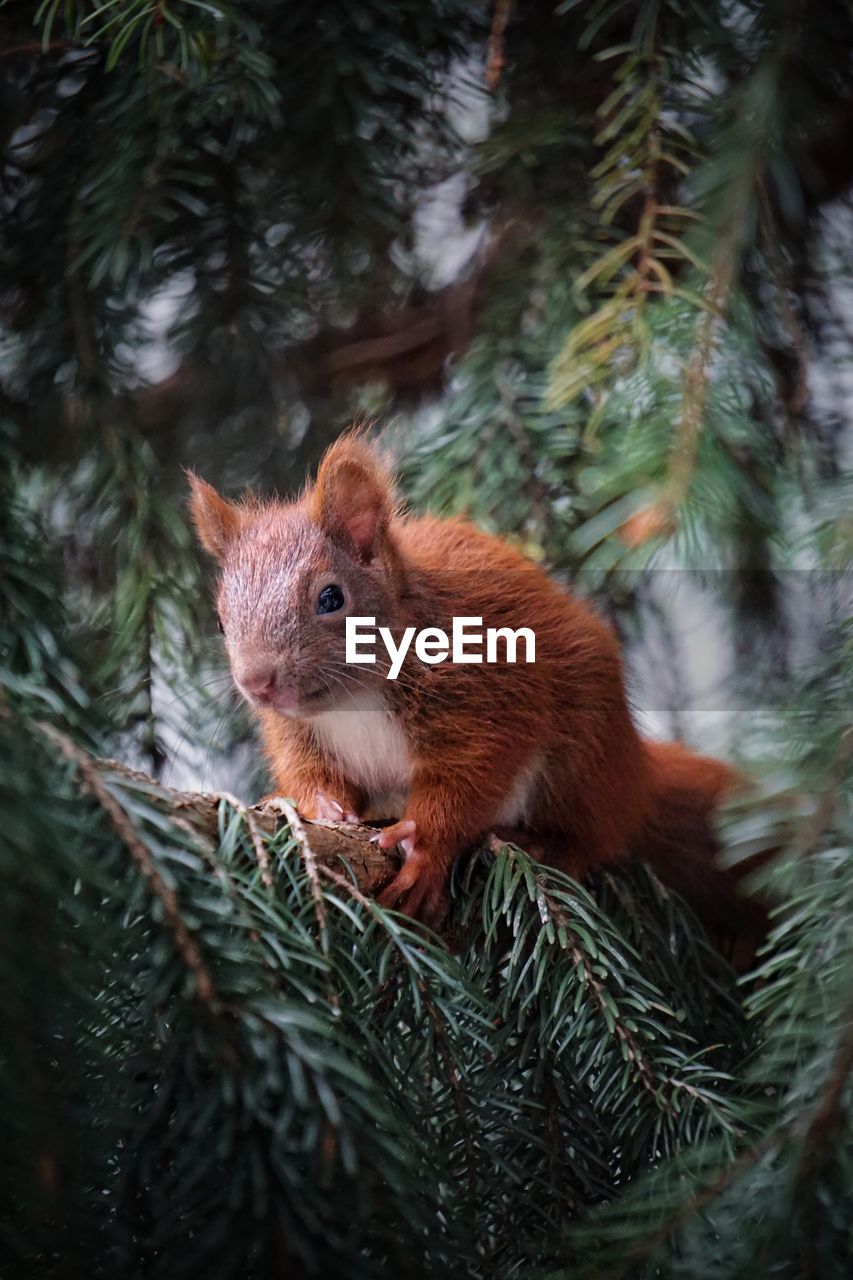 animal, animal themes, tree, animal wildlife, mammal, one animal, wildlife, squirrel, plant, nature, no people, rodent, forest, coniferous tree, branch, pine tree, christmas tree, pinaceae, outdoors, land, red, whiskers, close-up, brown