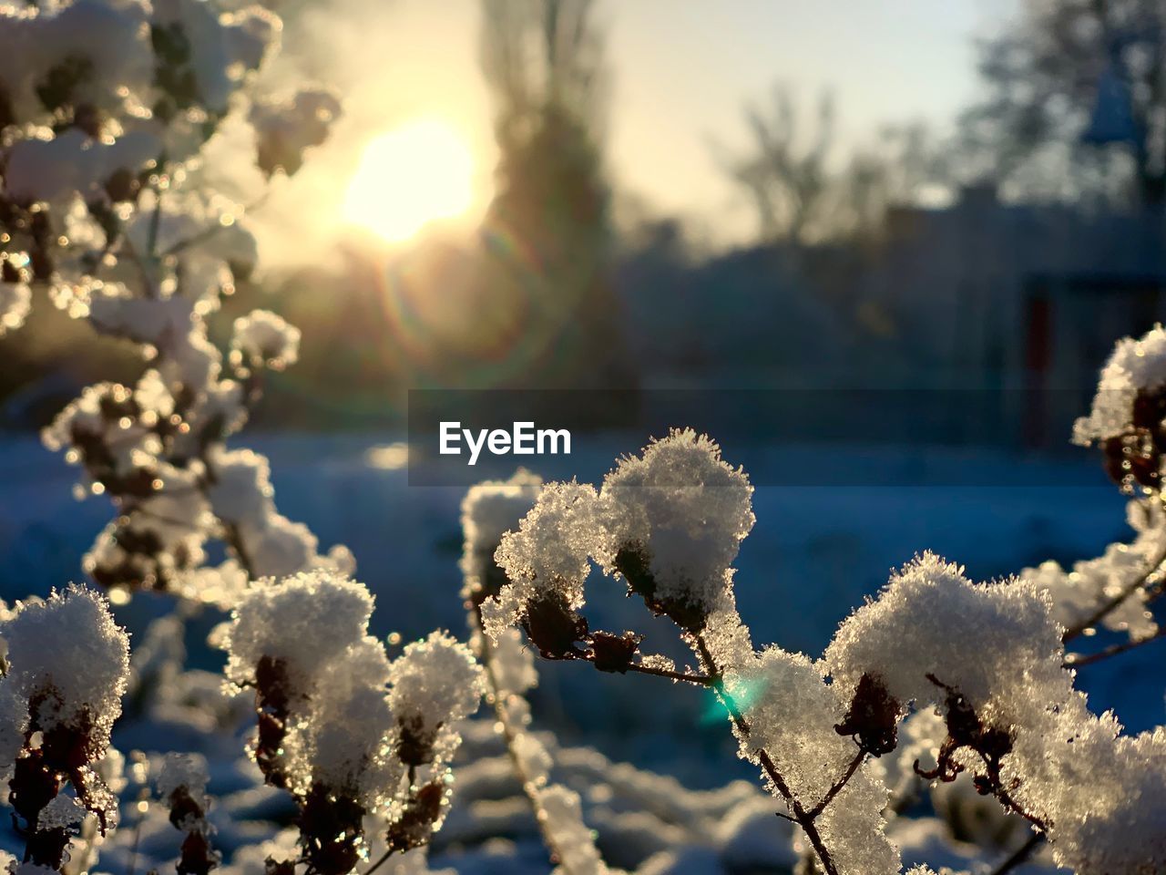 CLOSE-UP OF FROZEN PLANT AGAINST SKY DURING WINTER