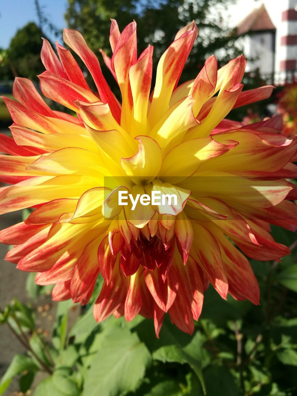 CLOSE-UP OF YELLOW FLOWER