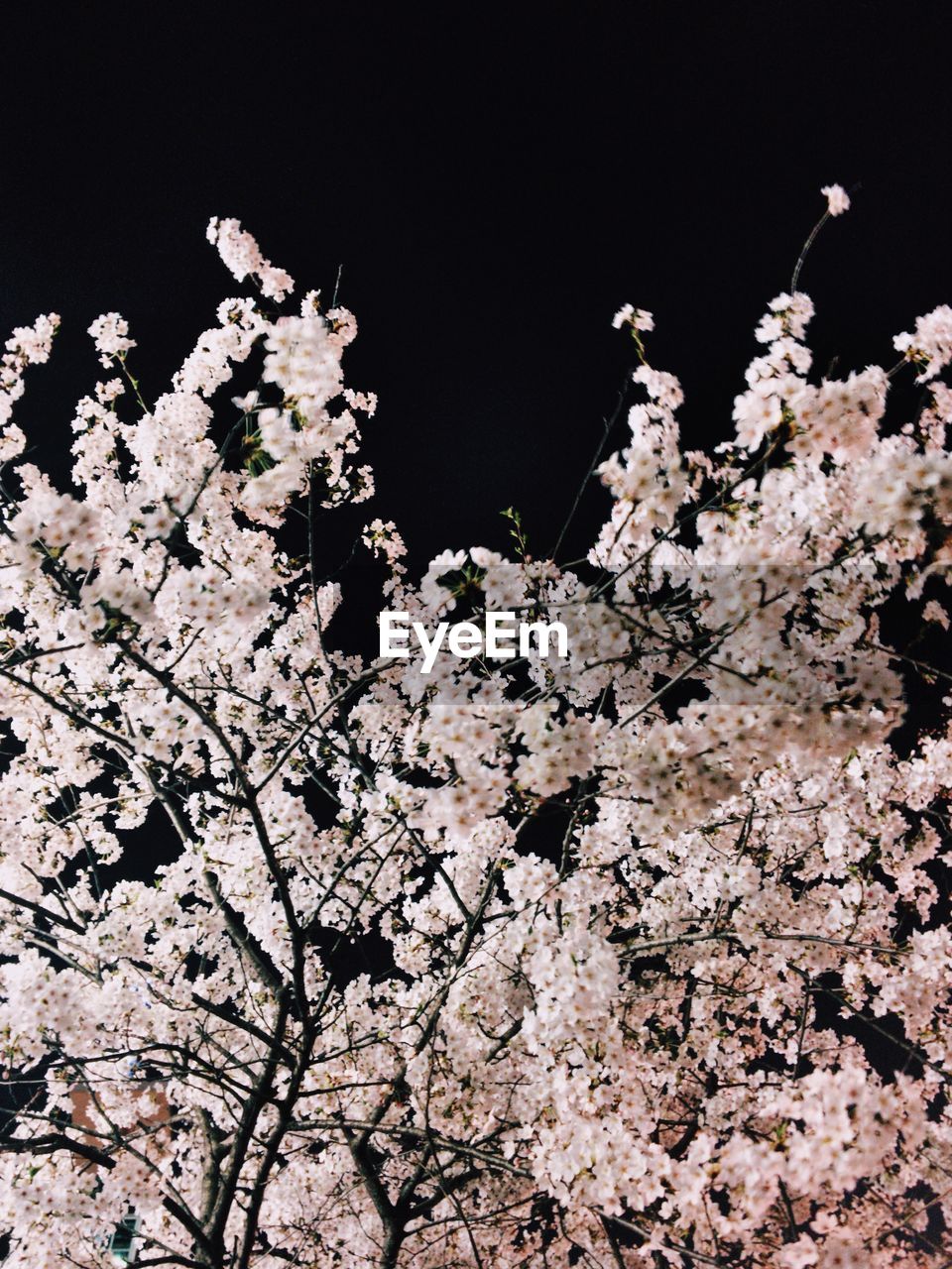 Low angle view of cherry blossoms blooming against sky at night