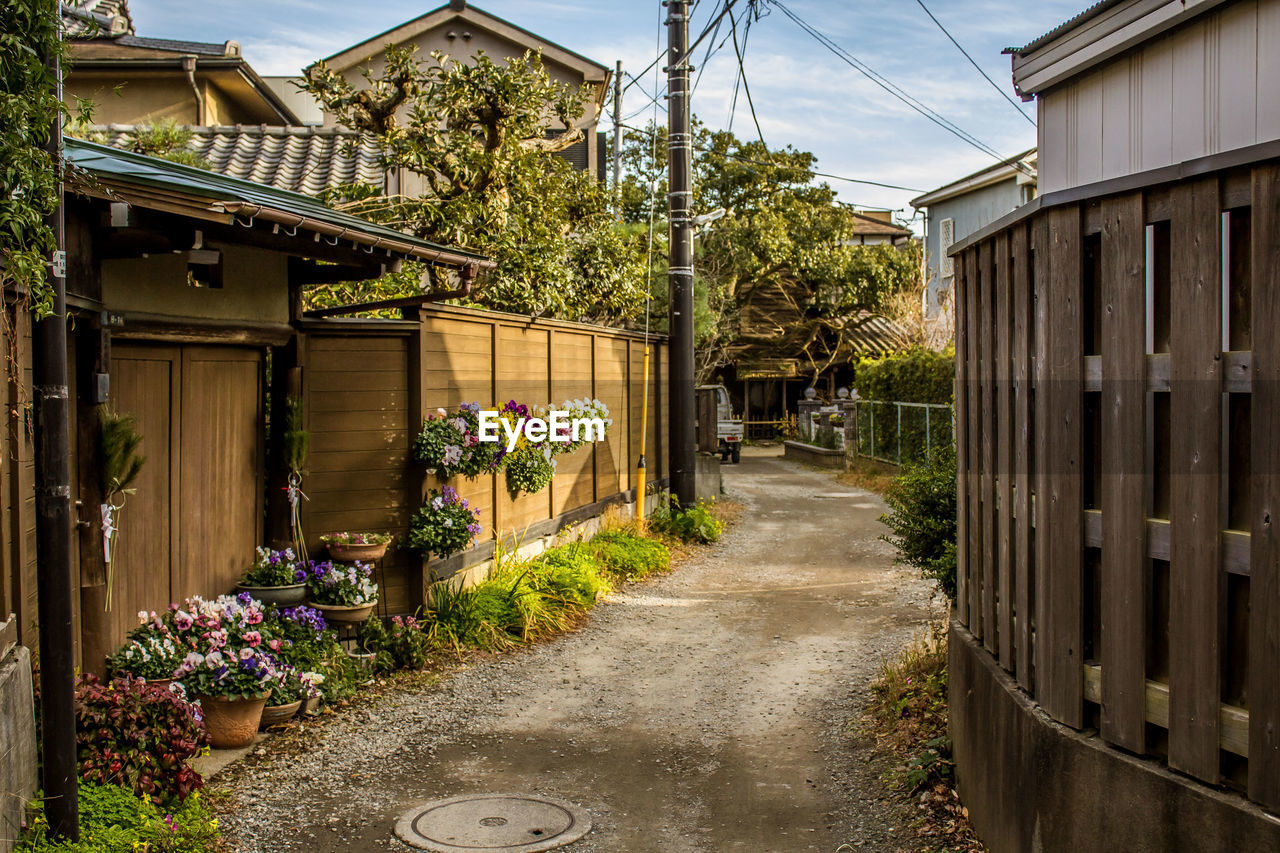 Flowers growing outside house