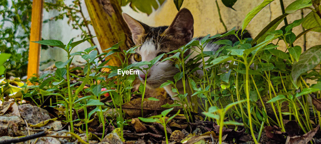 CLOSE-UP OF A CAT ON GREEN PLANTS