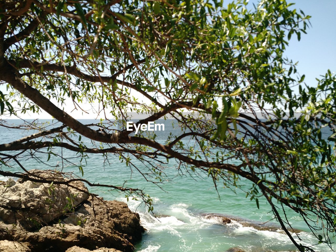 VIEW OF TREE BY SEA AGAINST SKY