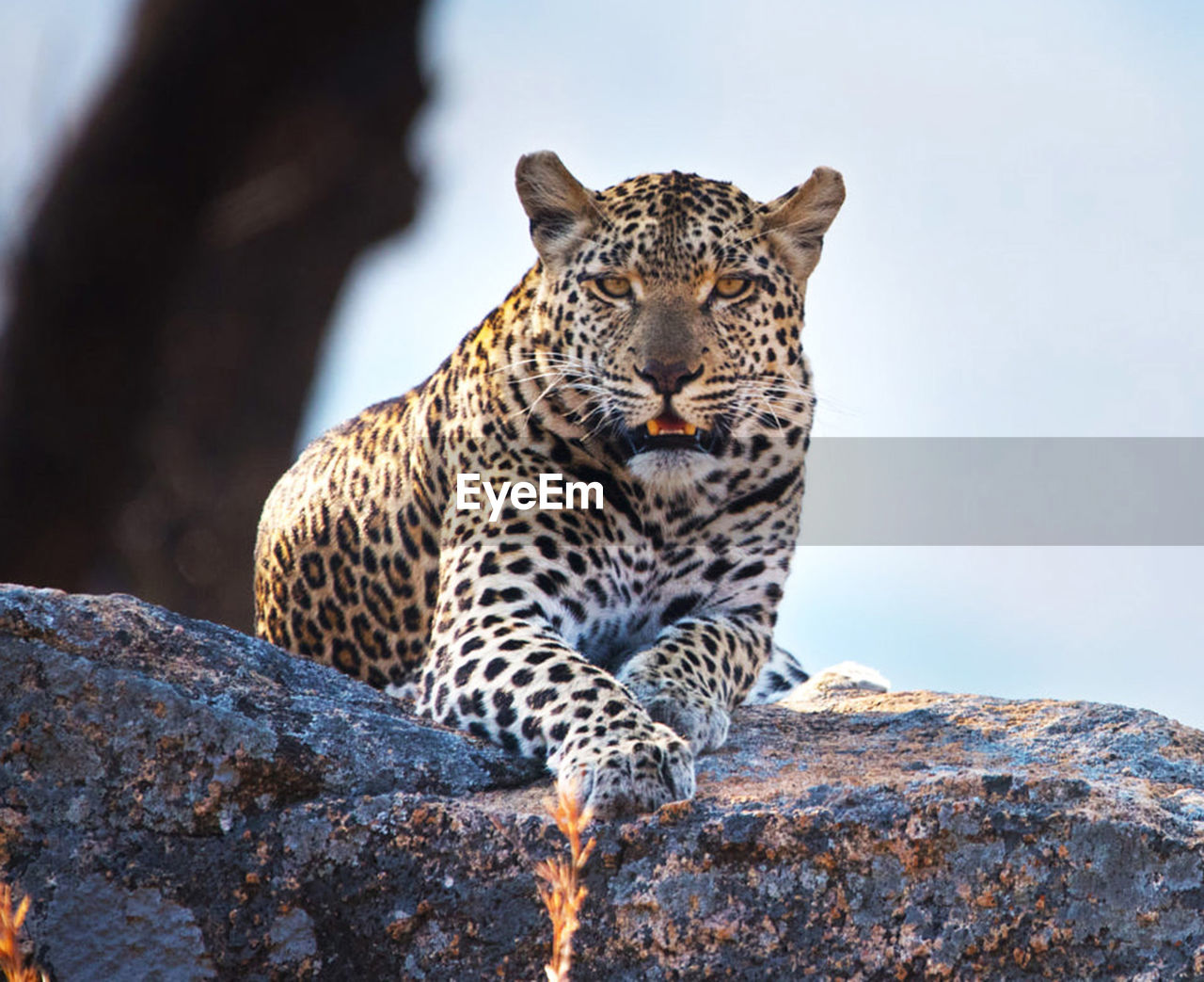 Portrait of  wild animal  sitting on rock