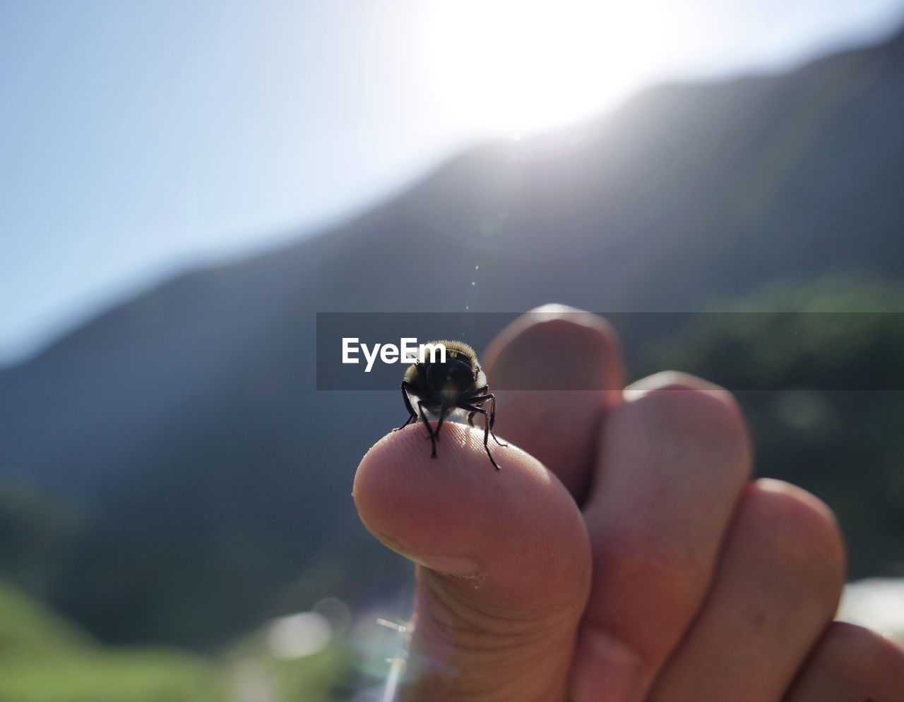 Cropped hand holding honey bee against mountain