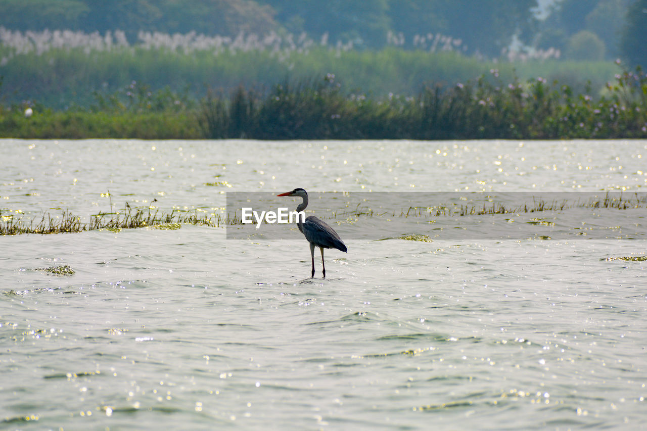 VIEW OF BIRD PERCHING ON LAKE