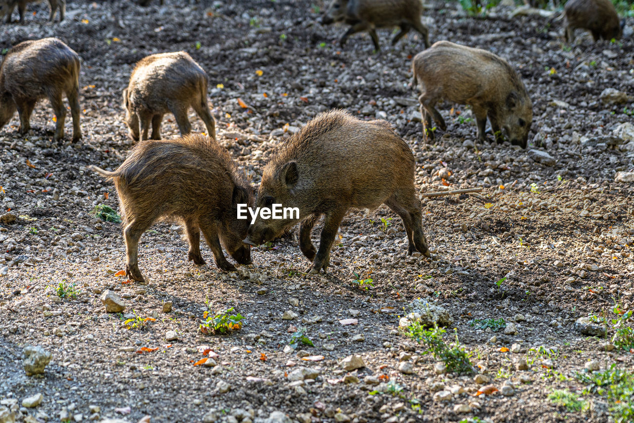 HERD OF SHEEP IN FIELD