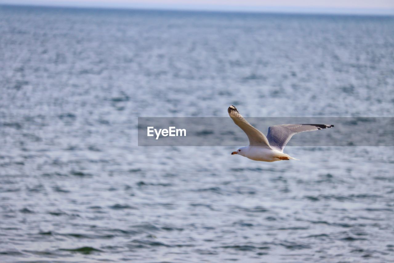 Seagull flying over sea