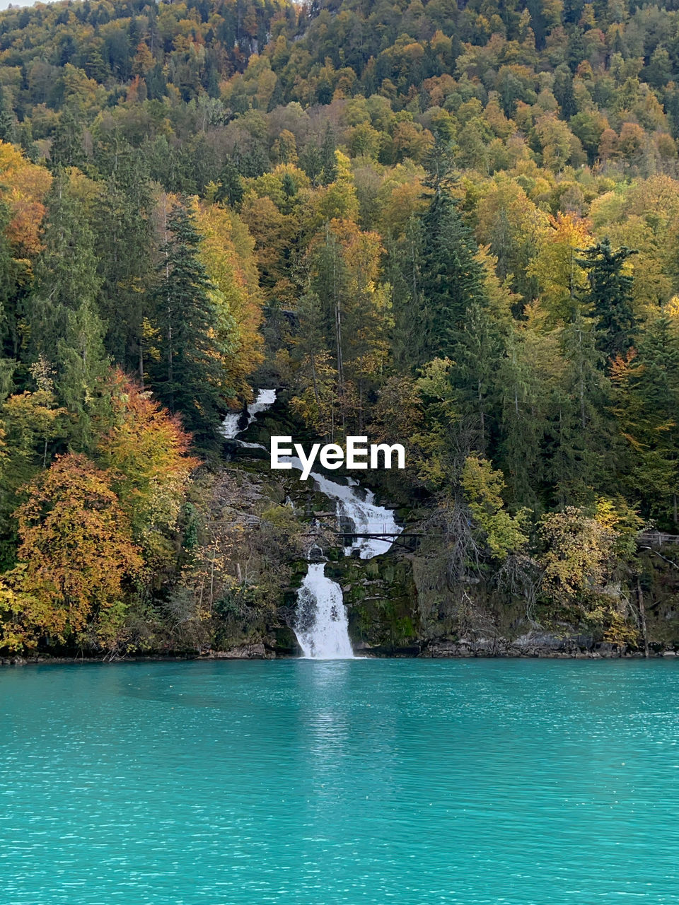 scenic view of river amidst trees