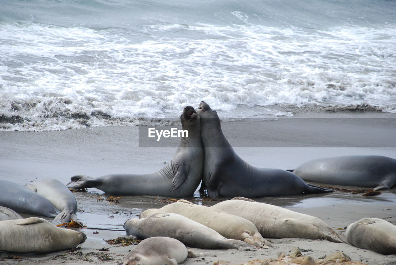 Seals relaxing on beach