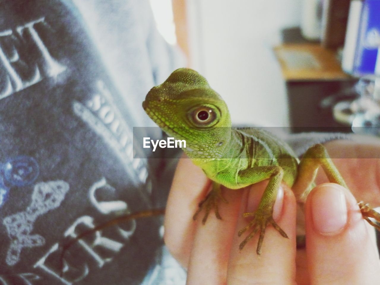 Cropped image of hand holding iguana at home