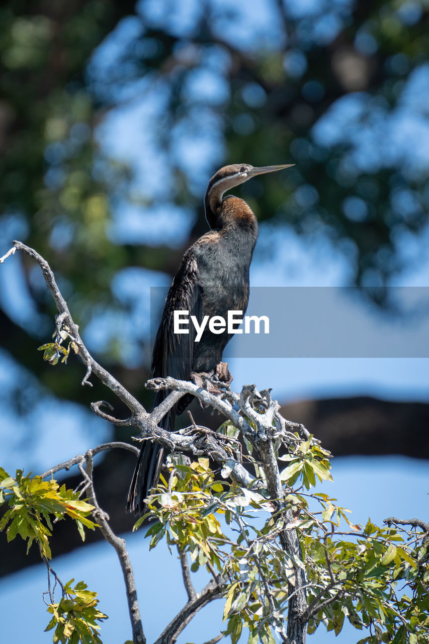 African darter on twisted bush in profile