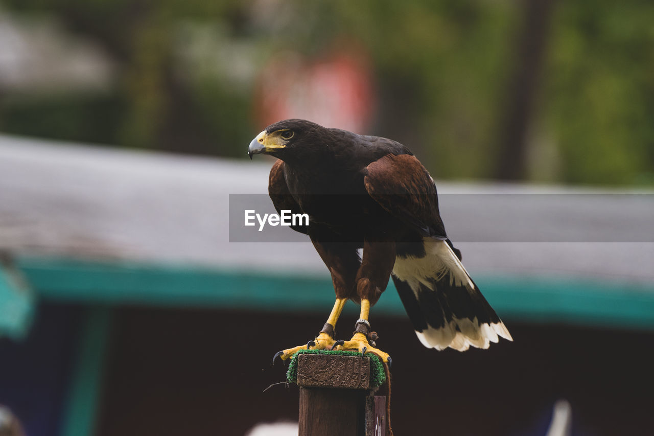 Close-up of hawk perched  against blurred background