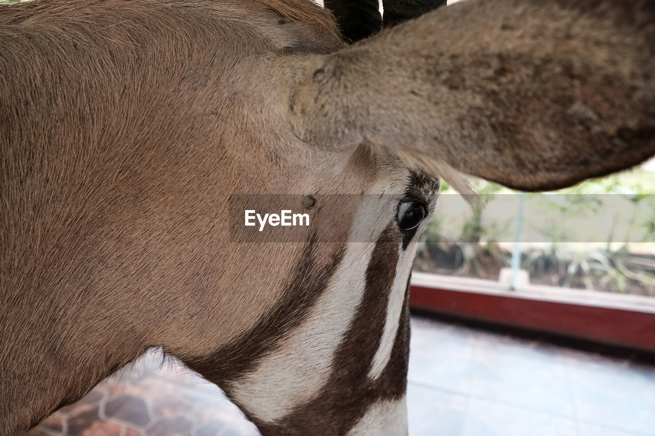 Close-up of a zebra