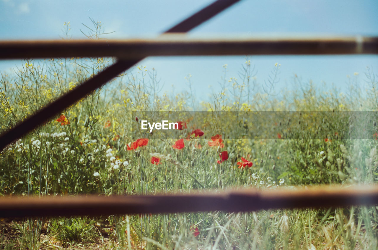 FLOWERING PLANTS ON FIELD DURING RAINY SEASON