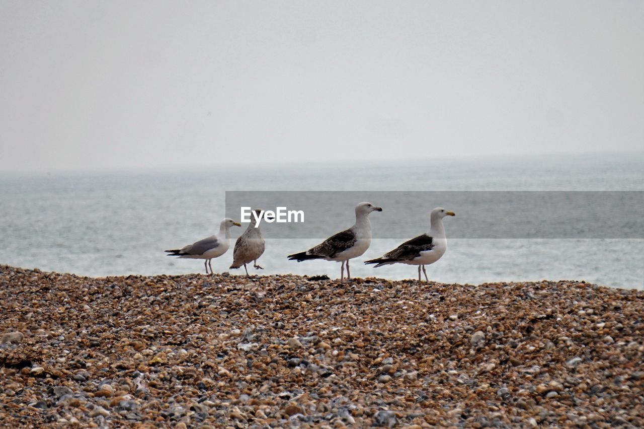 FLOCK OF SEAGULLS ON BEACH